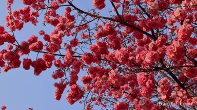 <strong>春</strong>天盛开的樱花景观